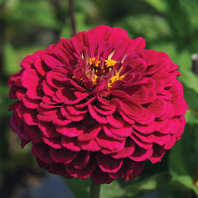 Zinnia