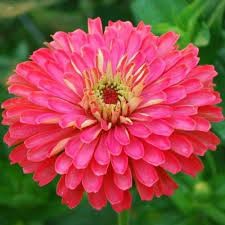 Zinnia Carmine