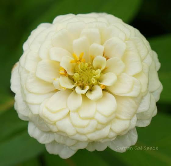 Zinnia Ivory