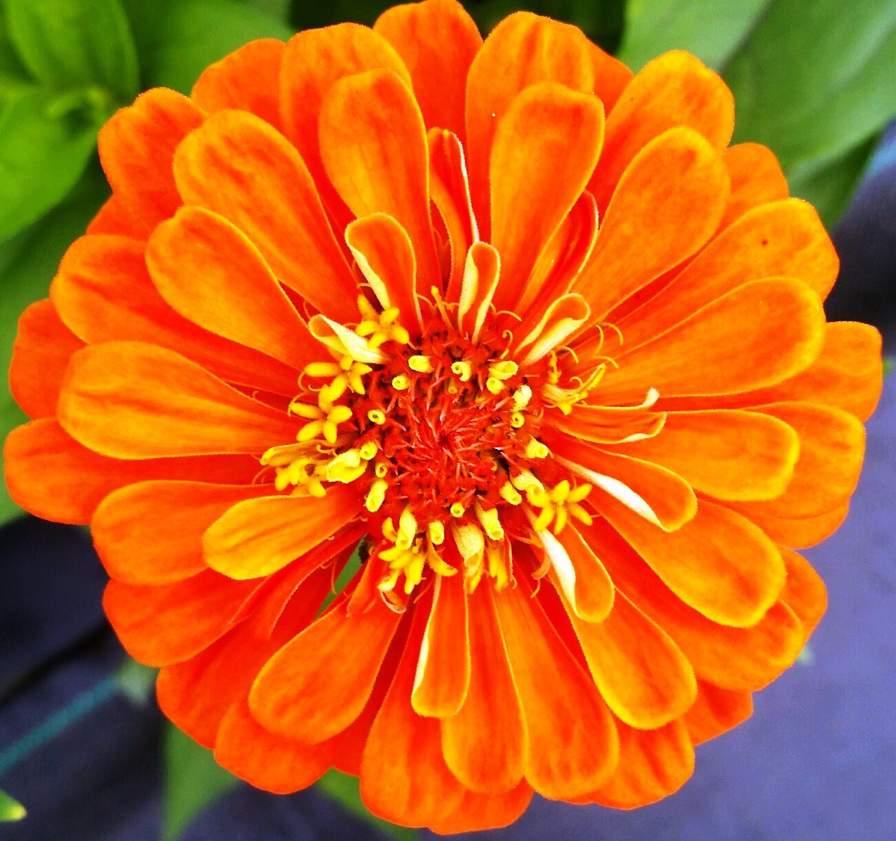 Zinnia Orange