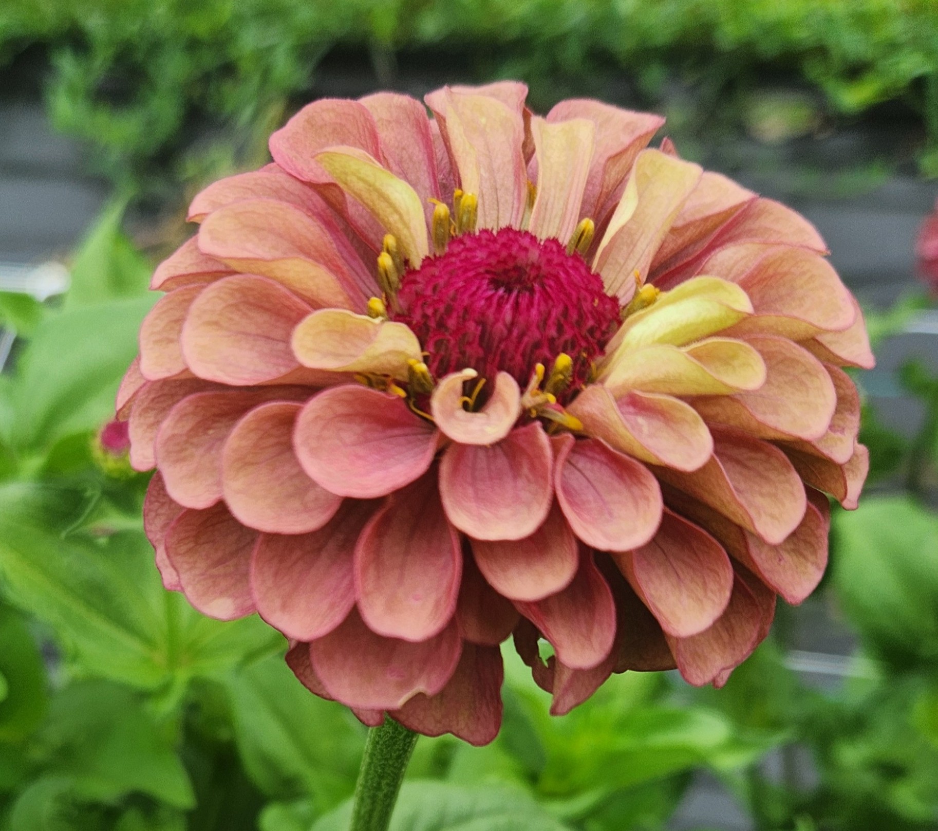 Zinnia Queeny Lime Red