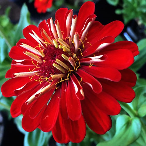Zinnia Red