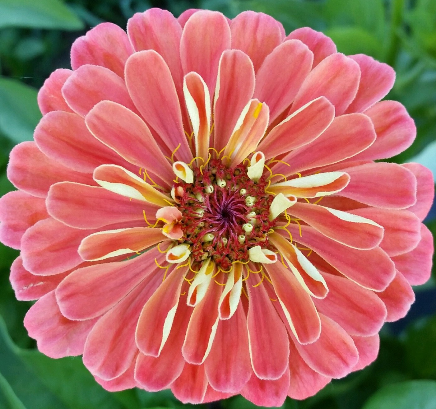 Zinnia Salmon Rose