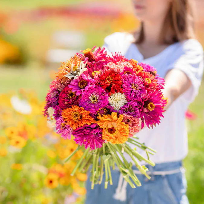 Zinnia 