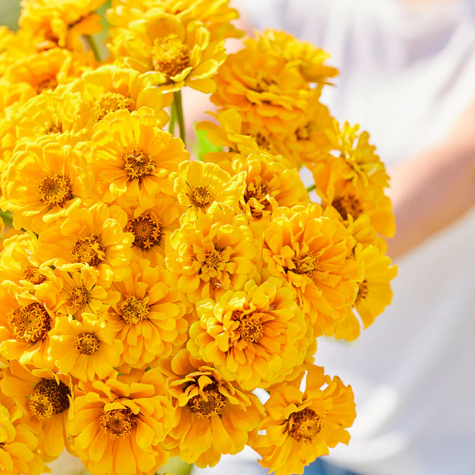 Zinnia