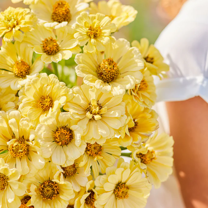 Zinnia 