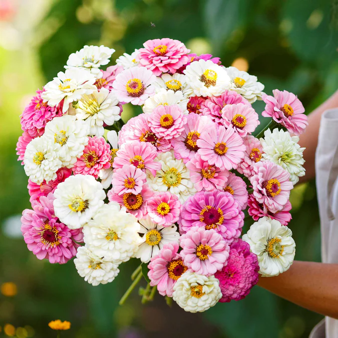 Zinnia