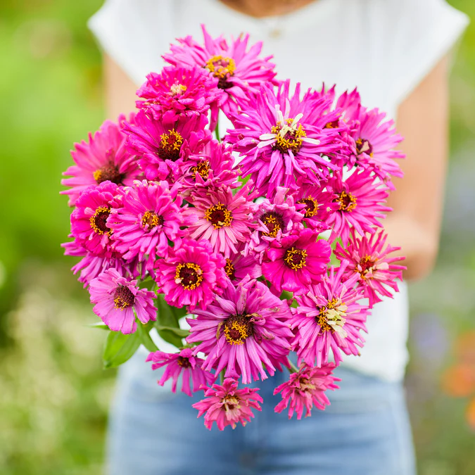 Zinnia