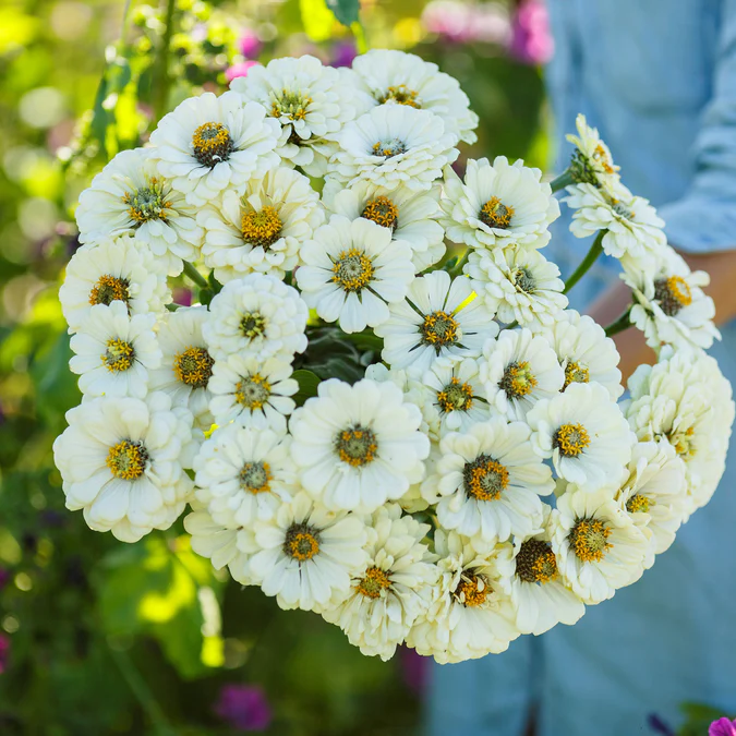 Zinnia