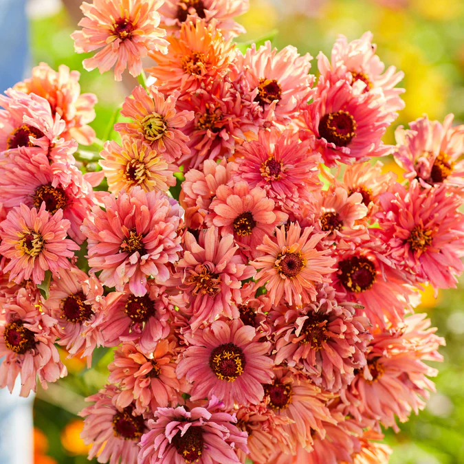 Zinnia