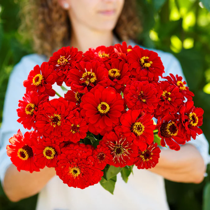 Zinnia
