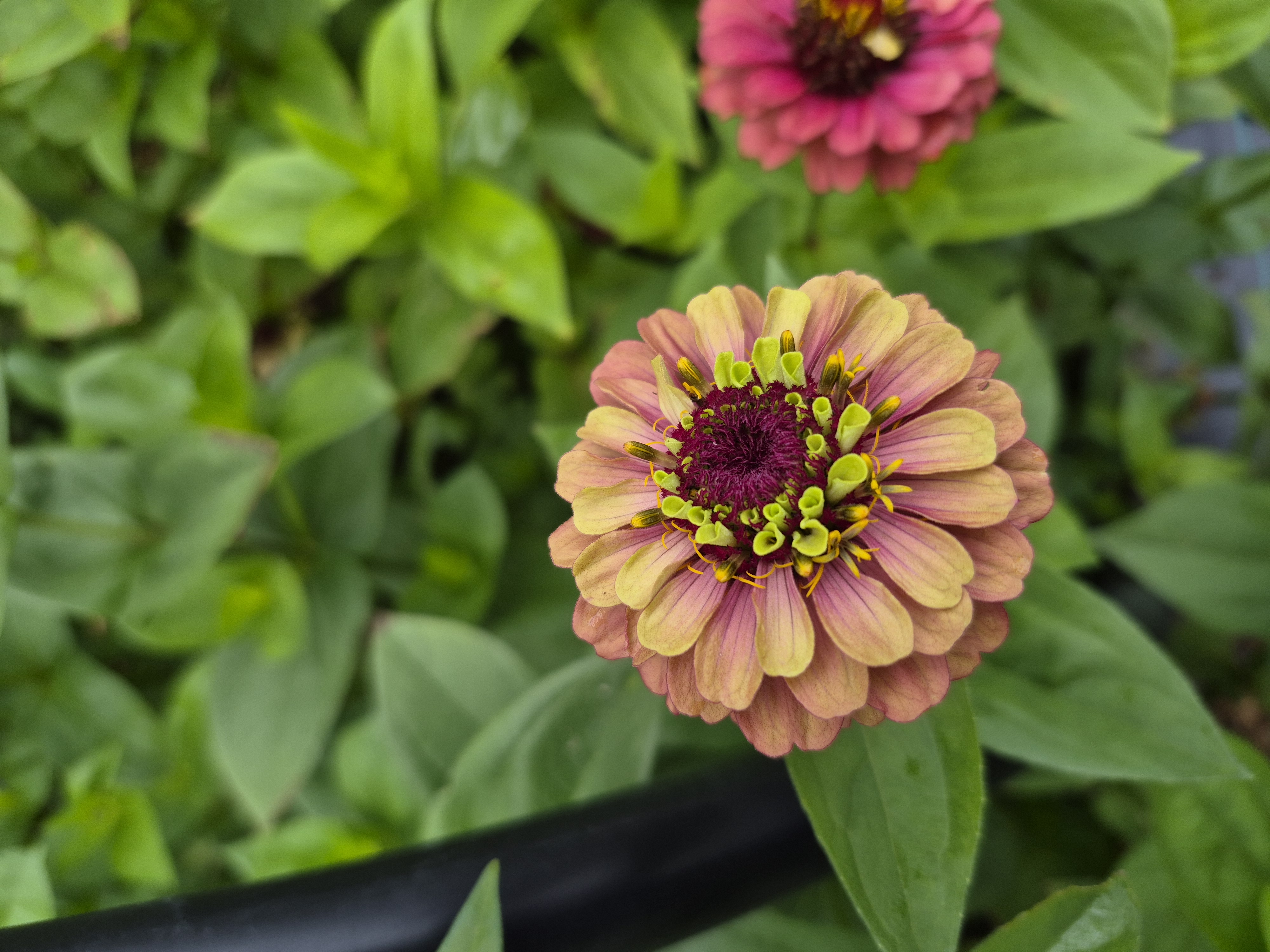 Zinnia