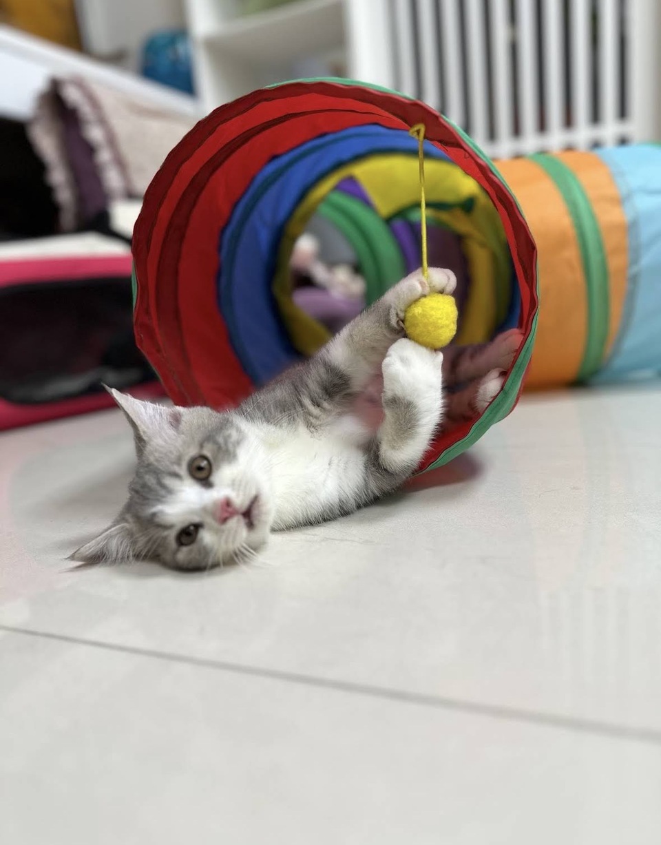 名星動物醫院 - サービス説明 1