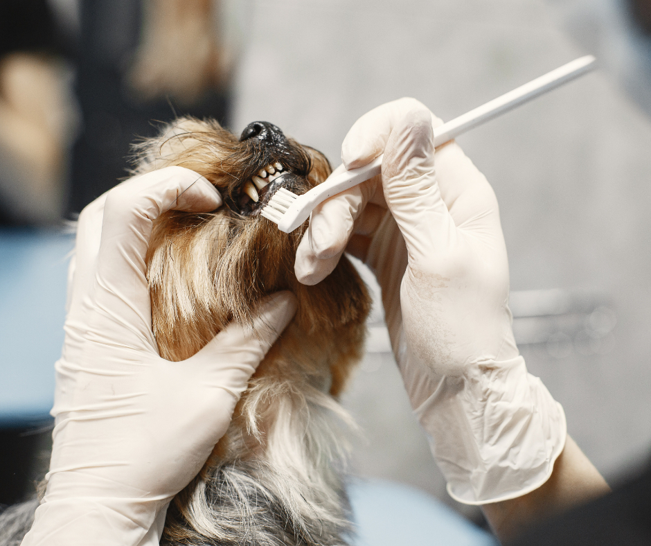 $8900起 狗/貓洗牙 - 服務說明 1