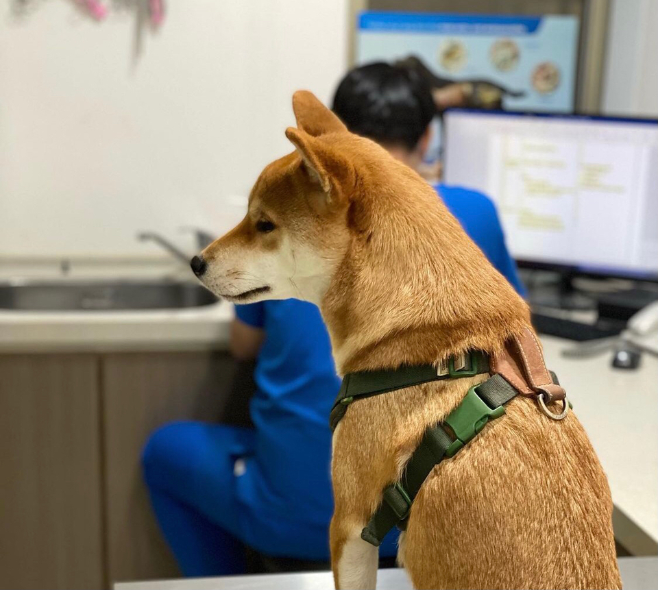 $6300 結紮手術（母狗） - Description 1