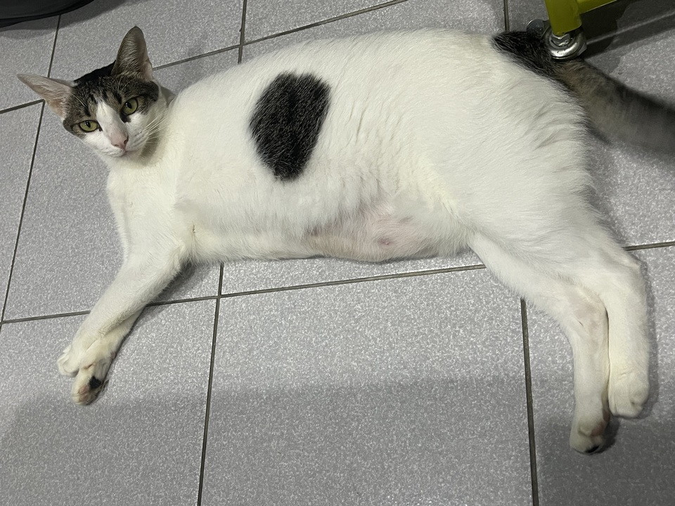 目前在動物醫院做寵物美容助理 - 服務說明 6
