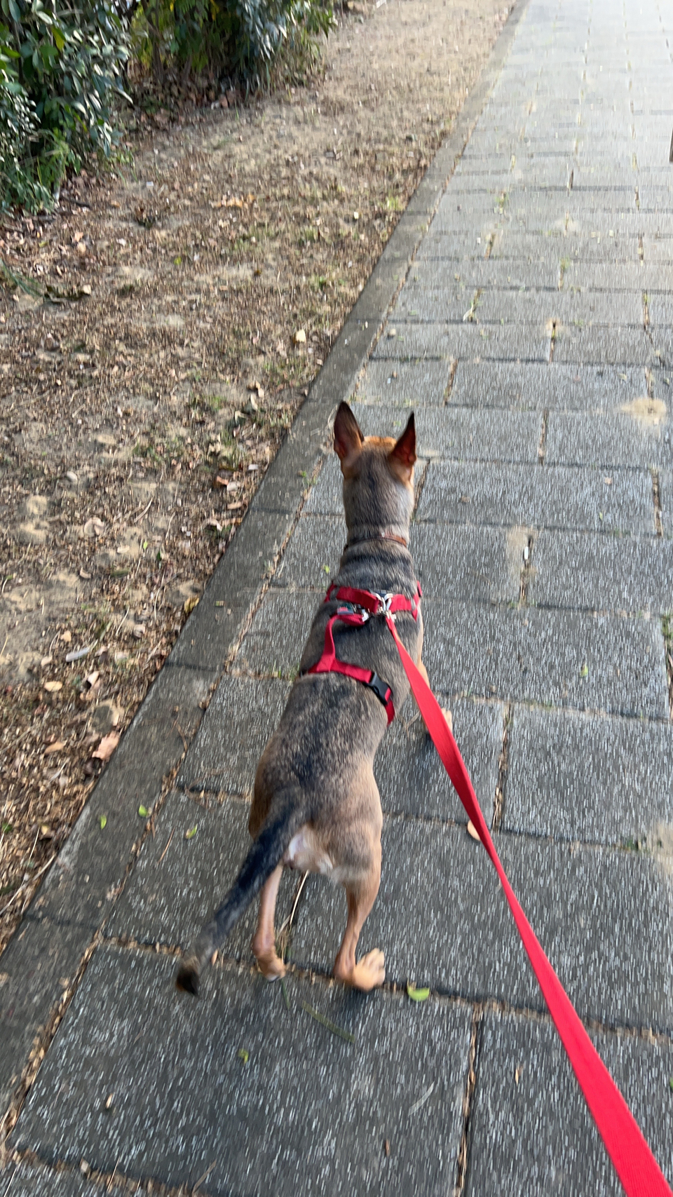 🐶幸福狗～小型犬散步專案 - 服務說明 1