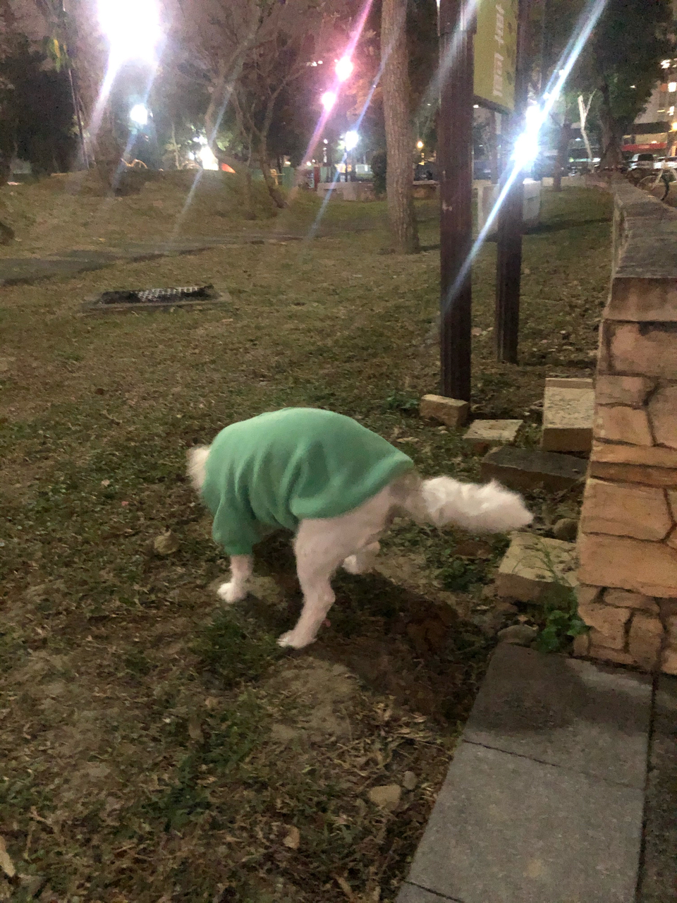 任何動物都可預約唷！寵物相關領域已有7年經驗，跟無限的❤️ - 服務說明 5