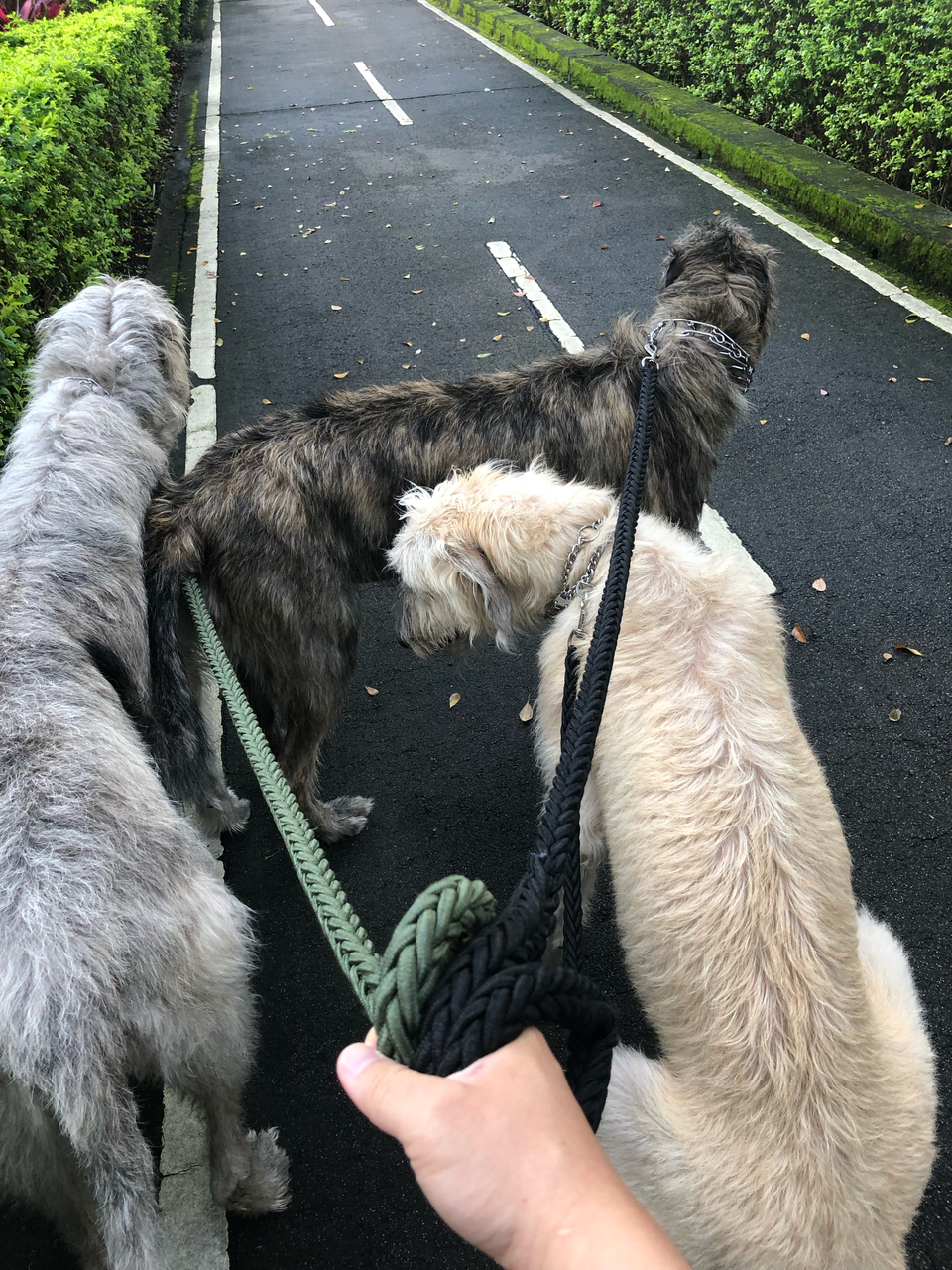 任何動物都可預約唷！寵物相關領域已有7年經驗，跟無限的❤️ - 服務說明 1