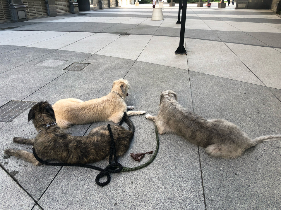 任何動物都可預約唷！寵物相關領域已有7年經驗，跟無限的❤️ - 服務說明 10