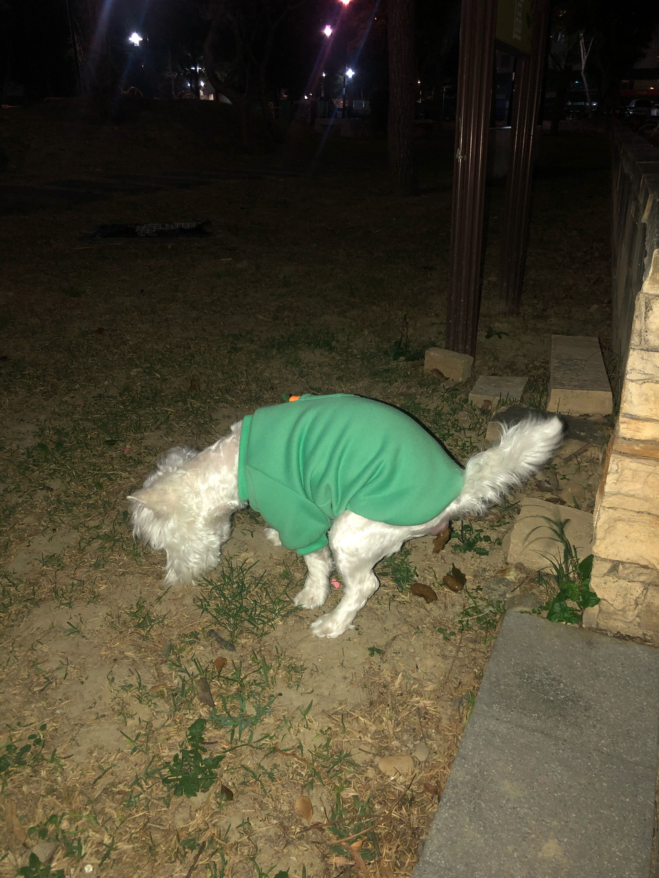 任何動物都可預約唷！寵物相關領域已有7年經驗，跟無限的❤️ - 服務說明 6