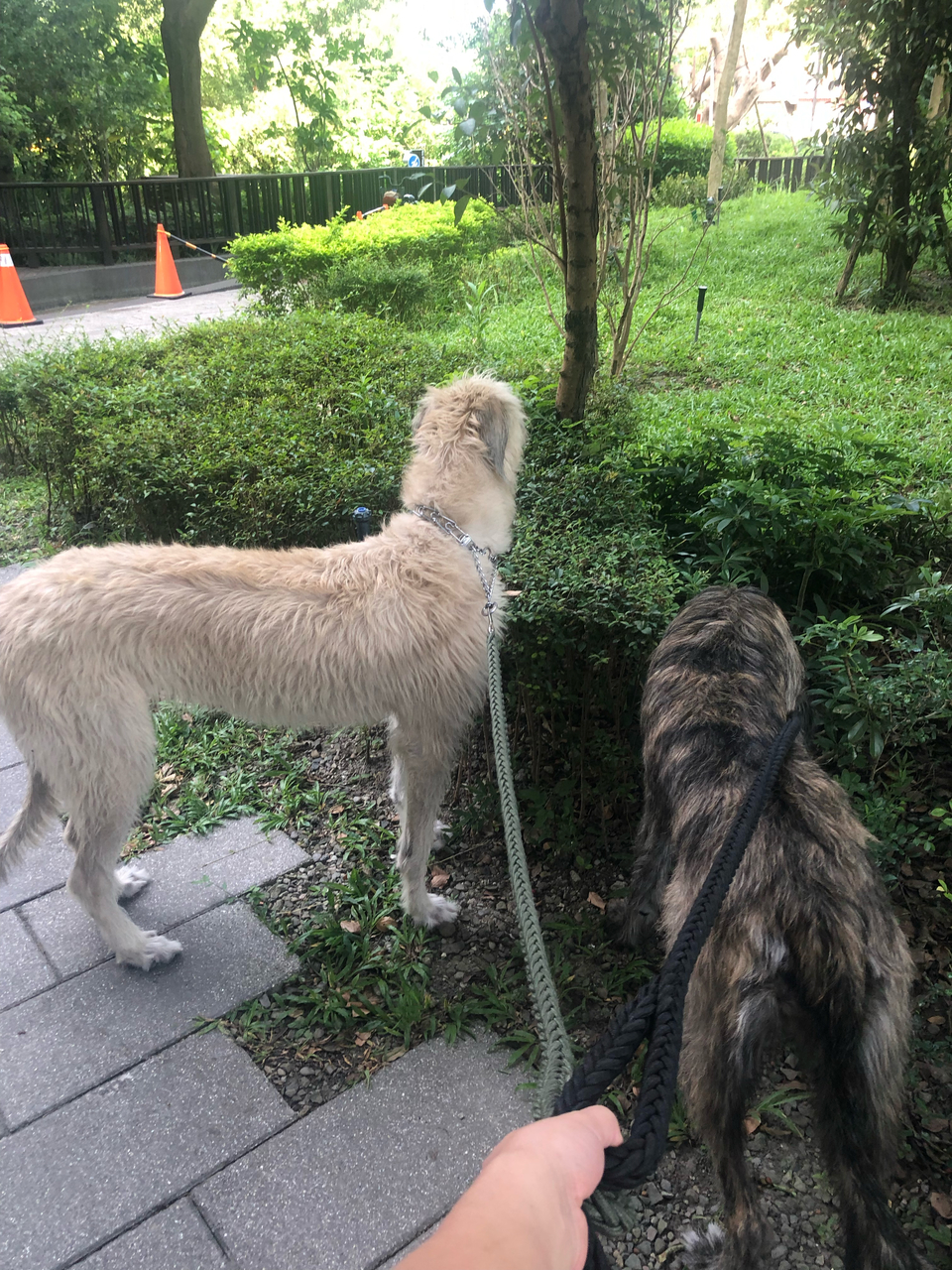 任何動物都可預約唷！寵物相關領域已有7年經驗，跟無限的❤️ - 服務說明 8