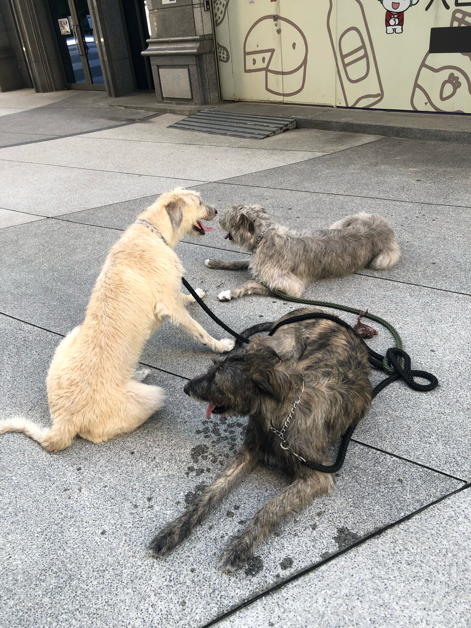 任何動物都可預約唷！寵物相關領域已有7年經驗，跟無限的❤️ - 服務說明 9