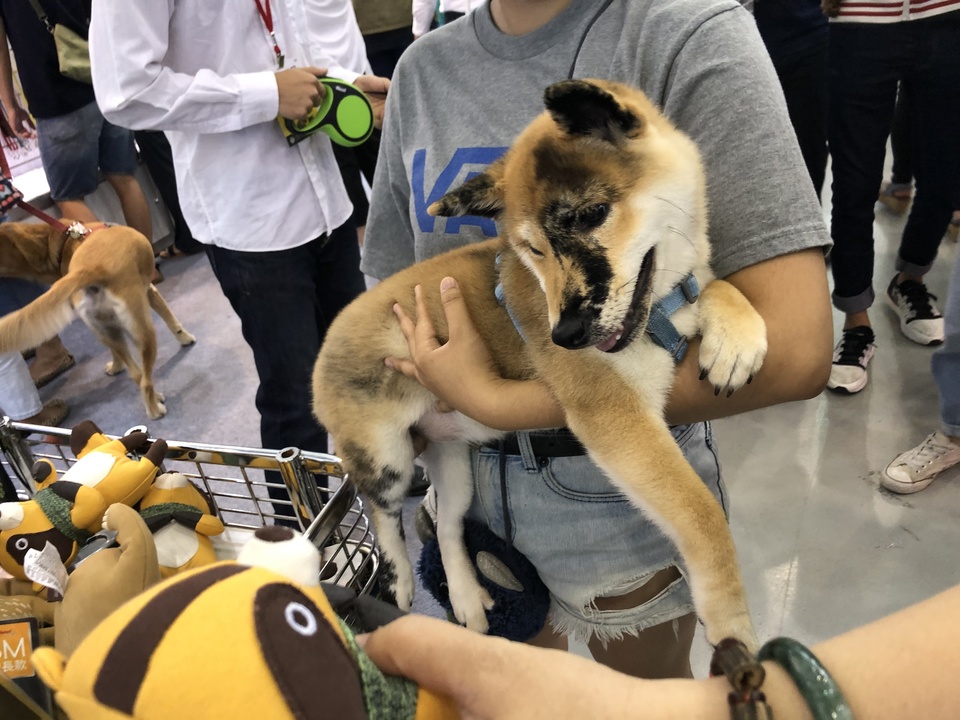 任何動物都可預約唷！寵物相關領域已有7年經驗，跟無限的❤️ - 服務說明 2