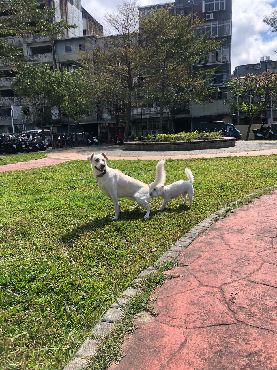 任何動物都可預約唷！寵物相關領域已有7年經驗，跟無限的❤️ - 服務說明 3