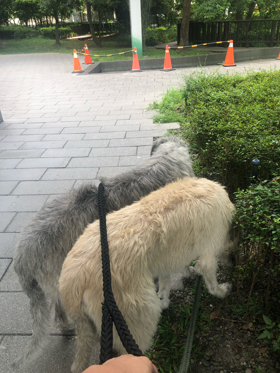 任何動物都可預約唷！寵物相關領域已有7年經驗，跟無限的❤️ - 服務說明 7