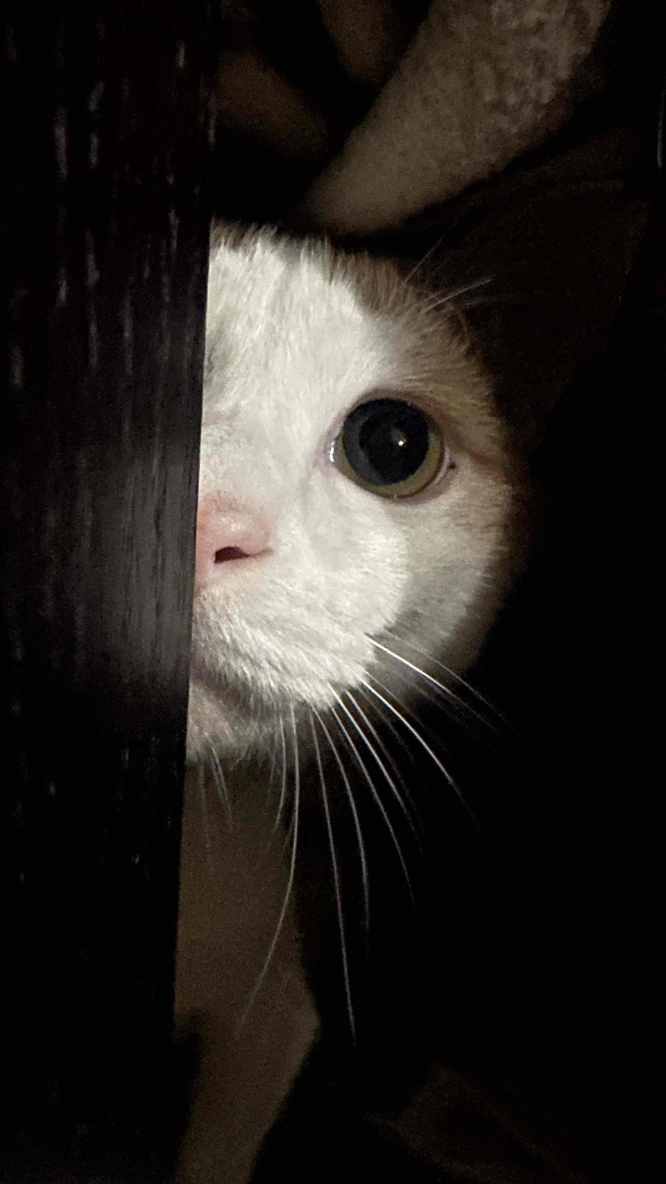 我是Pomi🐱台北市到府照顧接各種寵物🐶 - サービス説明 1