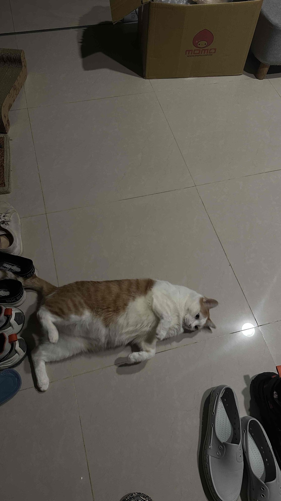 我是Pomi🐱台北市到府照顧接各種寵物🐶 - サービス説明 10