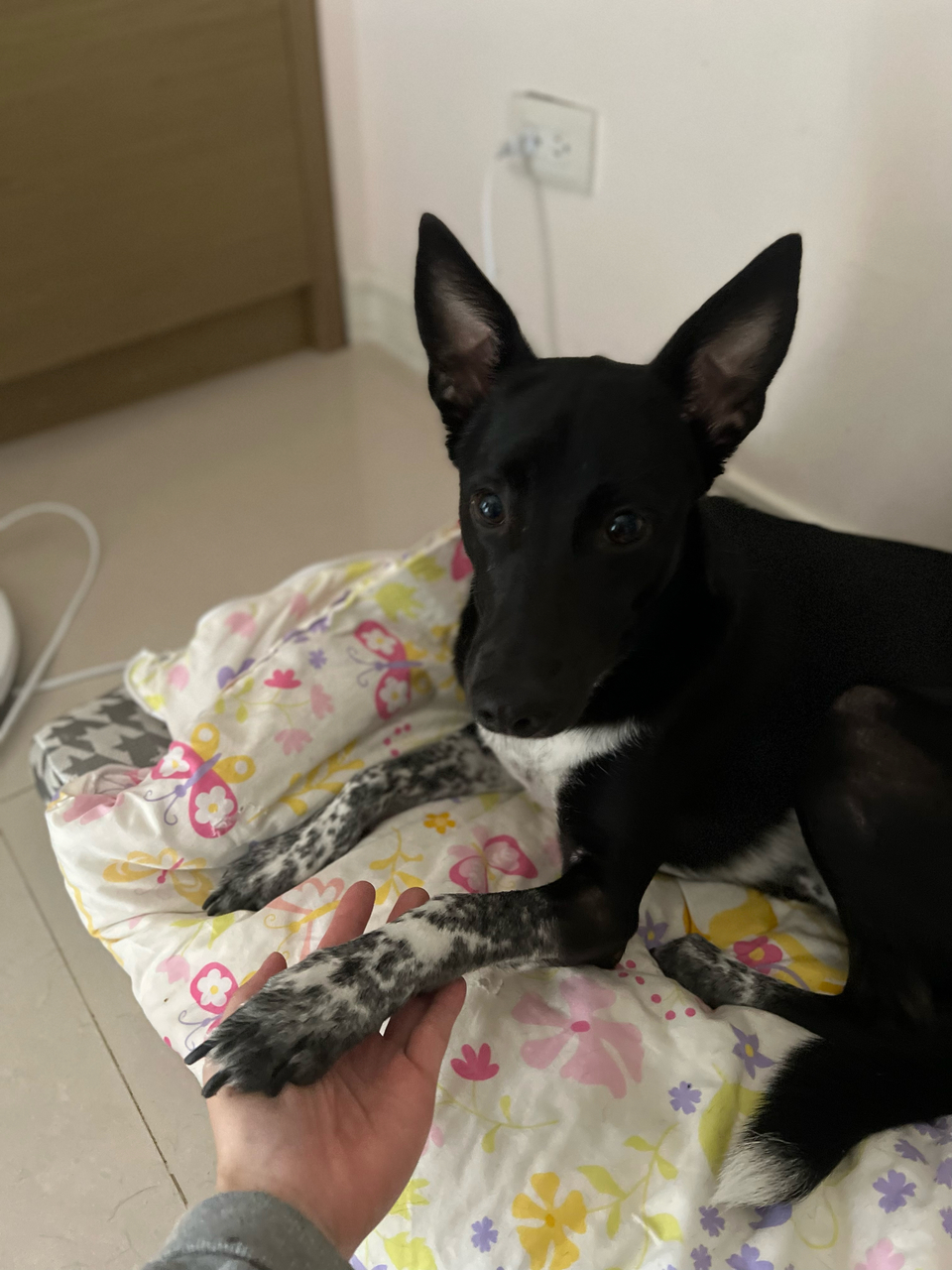 Yoyoの到府🐶毛孩安心 飼主開心🥳 - Description 3