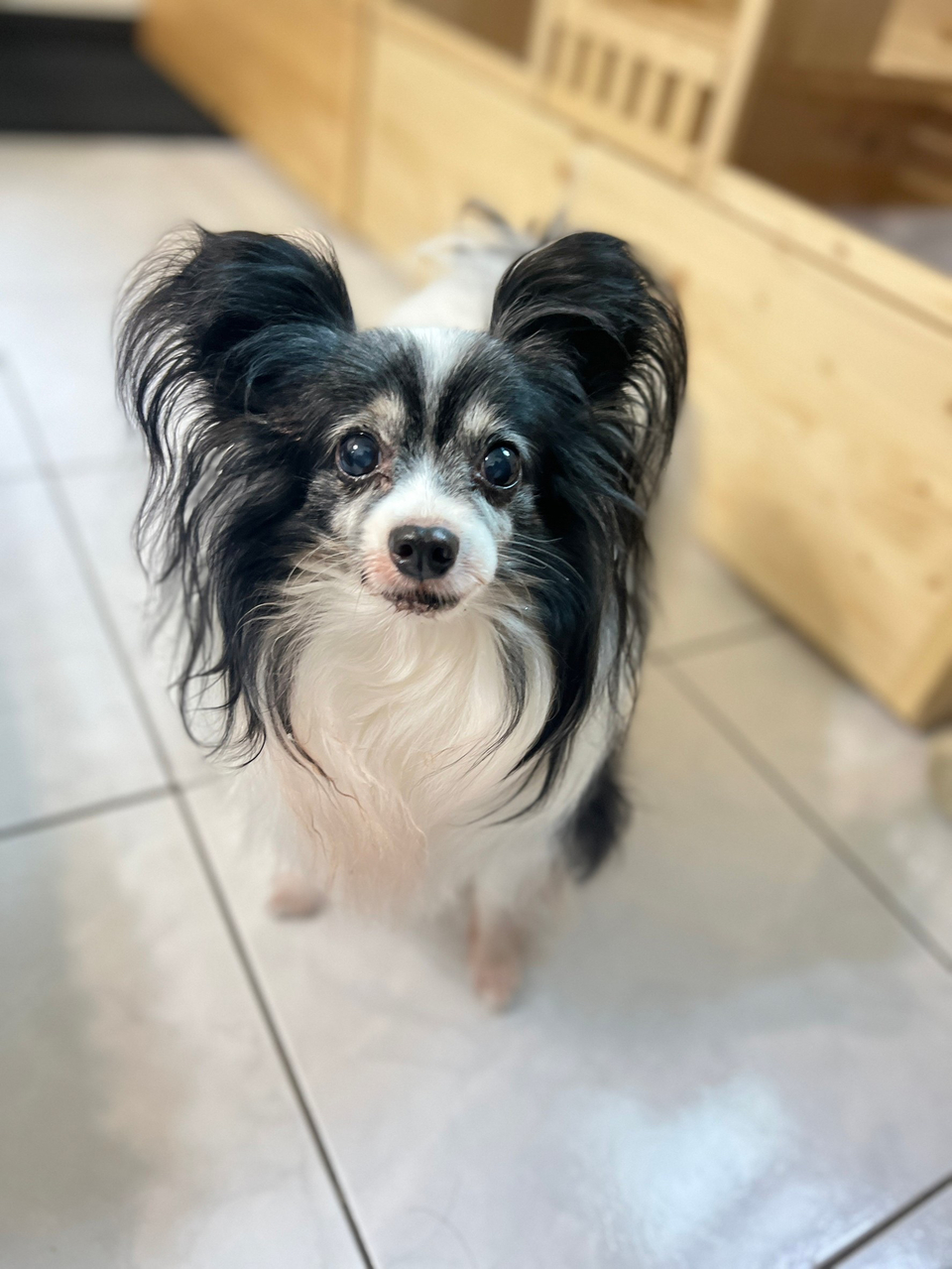 Yoyoの到府🐶毛孩安心 飼主開心🥳 - Description 8