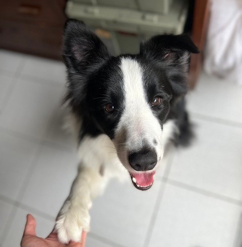 Yoyoの到府🐶毛孩安心 飼主開心🥳 - Description 1