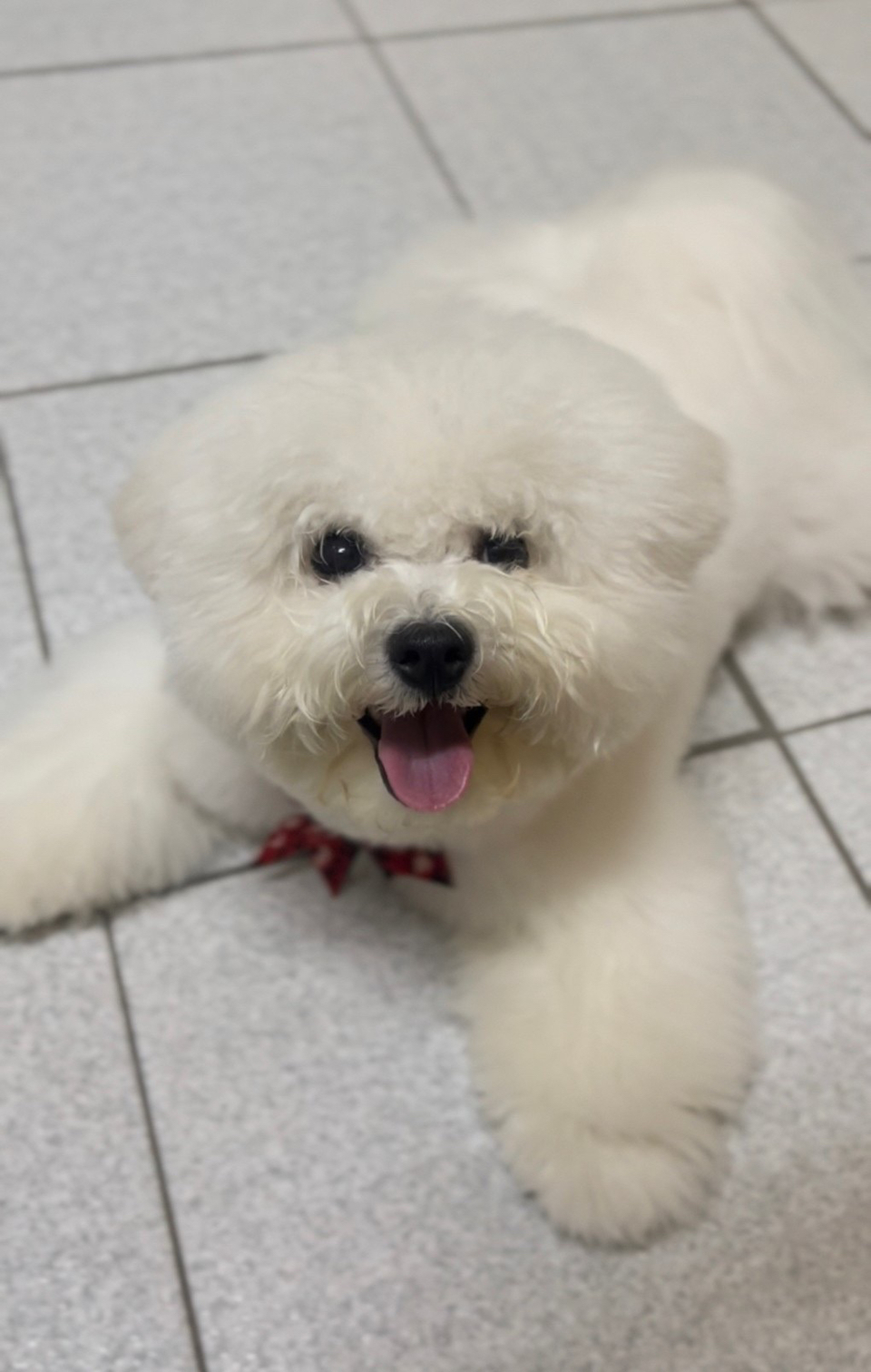 Yoyoの到府🐶毛孩安心 飼主開心🥳 - Description 9