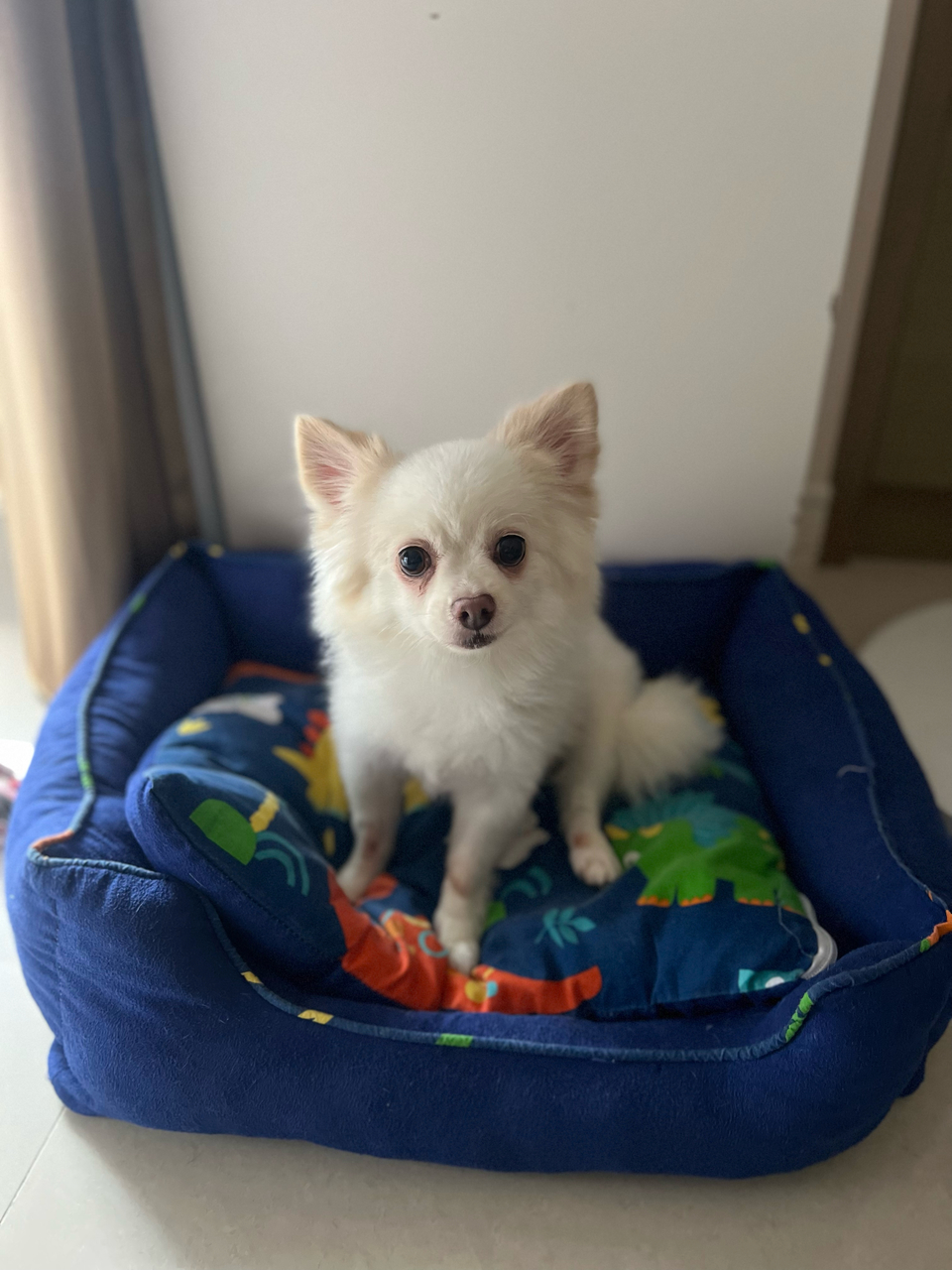 Yoyoの到府🐶毛孩安心 飼主開心🥳 - Description 7