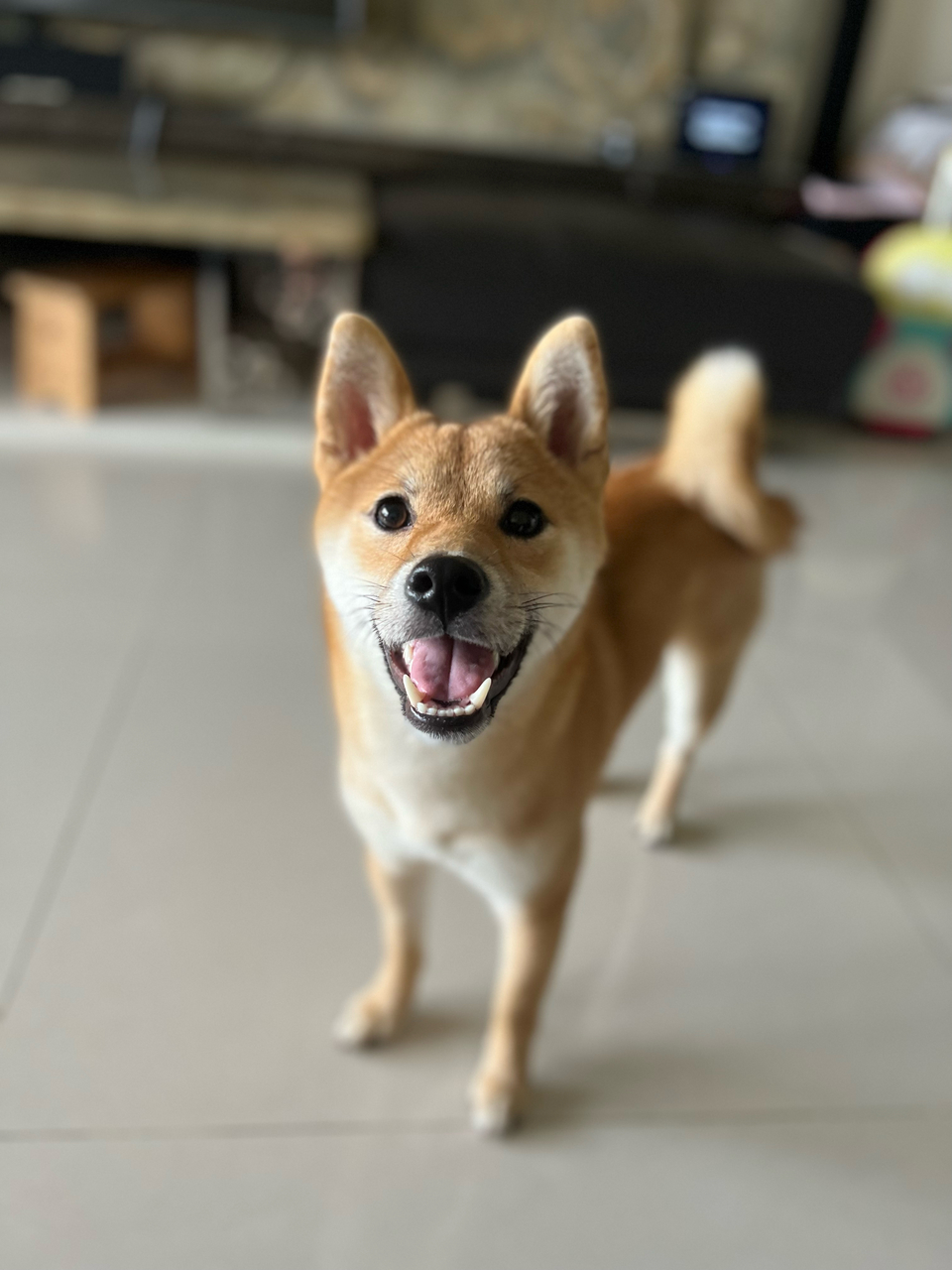 Yoyoの到府🐶毛孩安心 飼主開心🥳 - Description 2