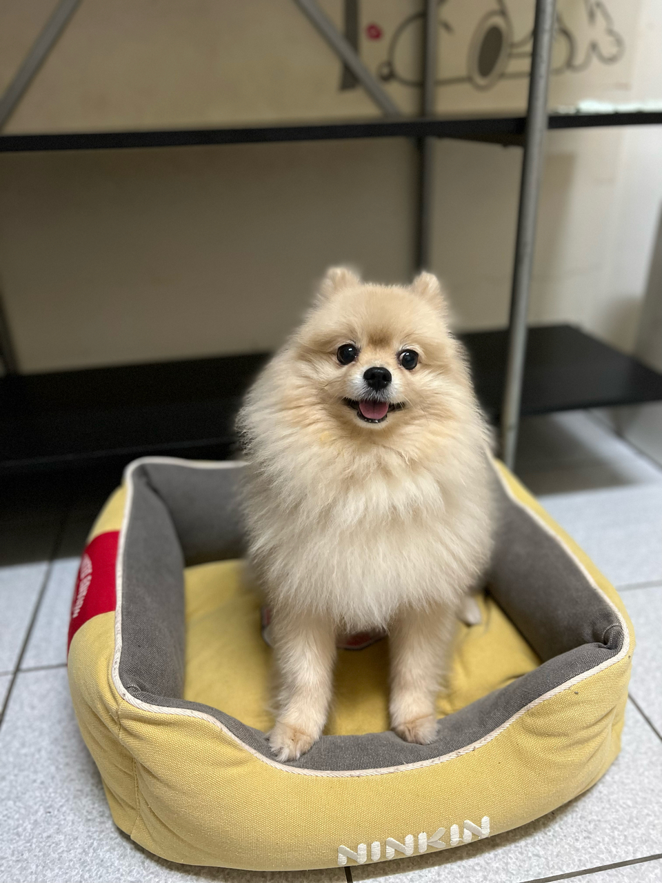 Yoyoの到府🐶毛孩安心 飼主開心🥳 - Description 6