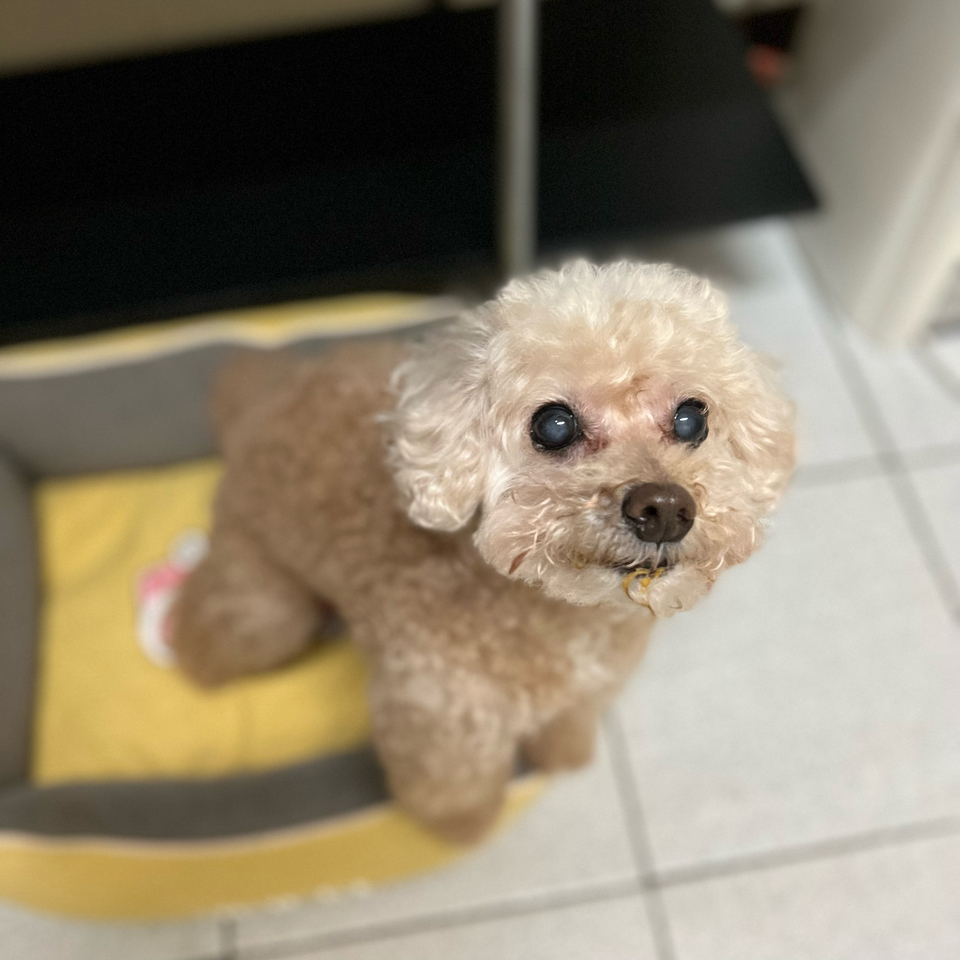 Yoyoの到府🐶毛孩安心 飼主開心🥳 - Description 4