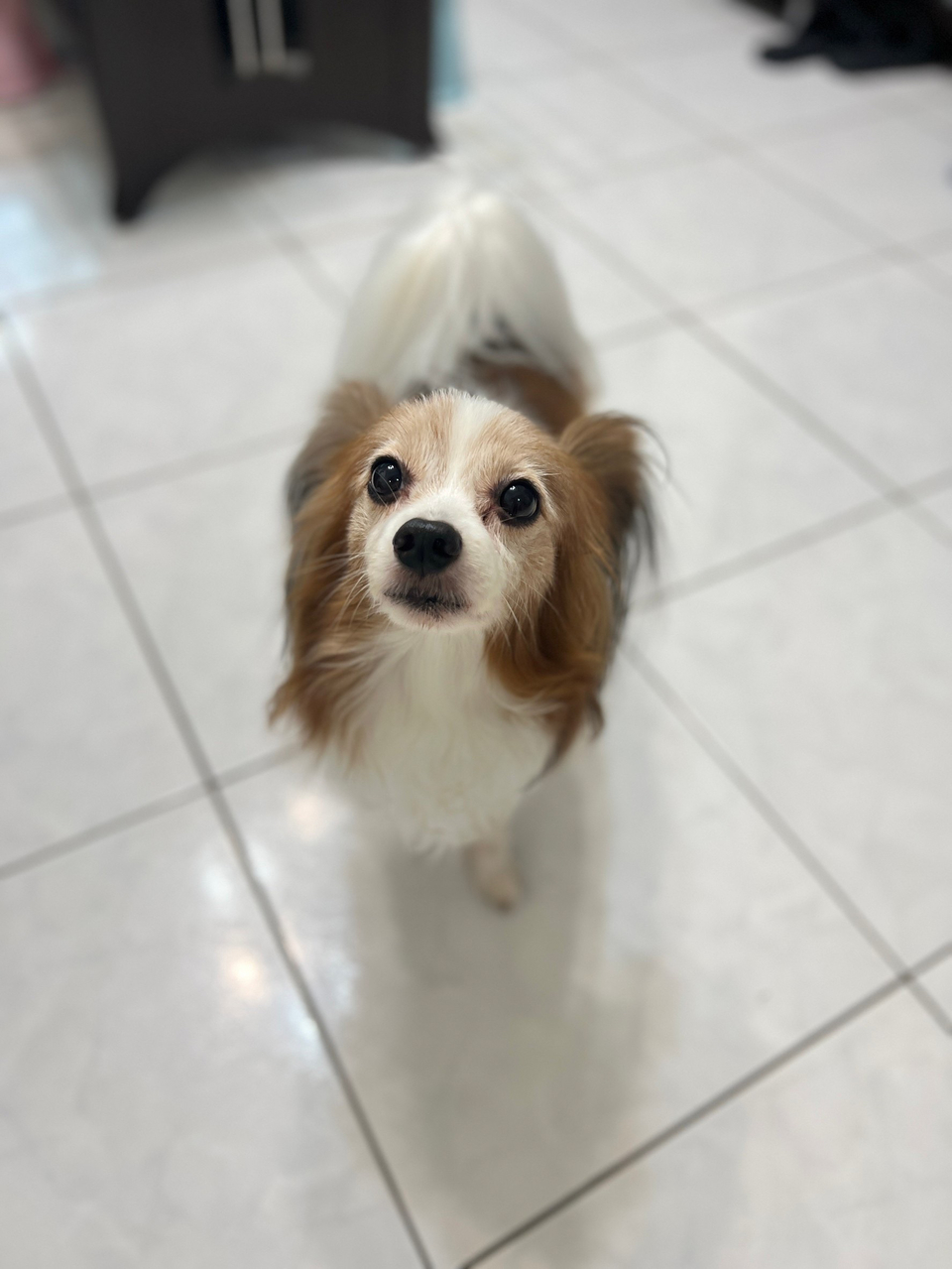 Yoyoの到府🐶毛孩安心 飼主開心🥳 - Description 5