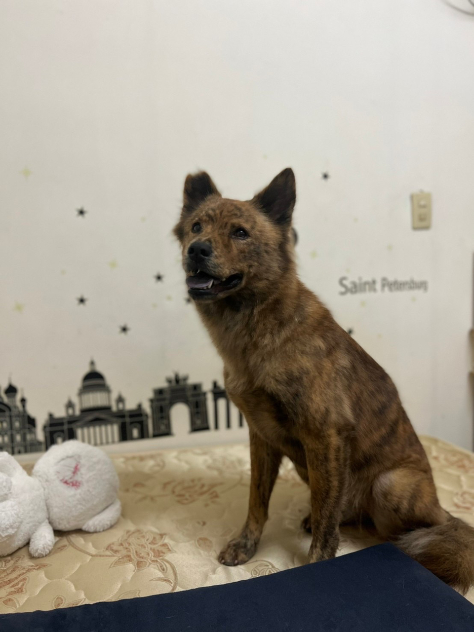 Yoyoの到府🐶毛孩安心 飼主開心🥳 - Description 10