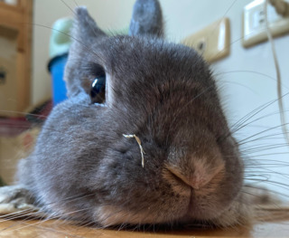 Moni
