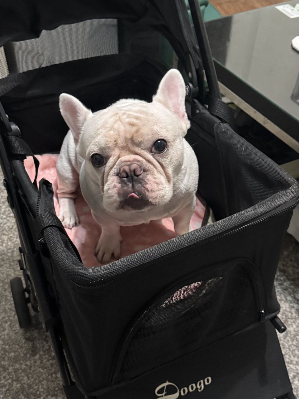 狗狗陪走員，溜溜狗也遛遛我自己 - 服務說明 3