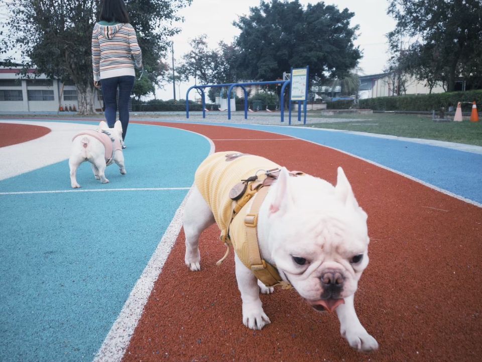狗狗陪走員，溜溜狗也遛遛我自己 - 服務說明 2