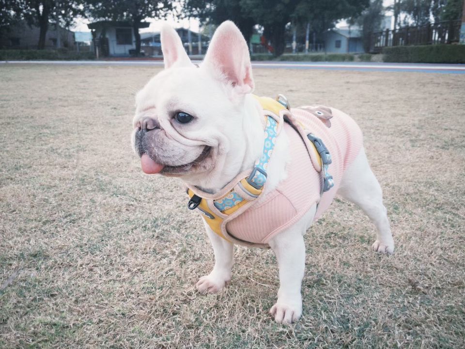 狗狗陪走員，溜溜狗也遛遛我自己 - 服務說明 1