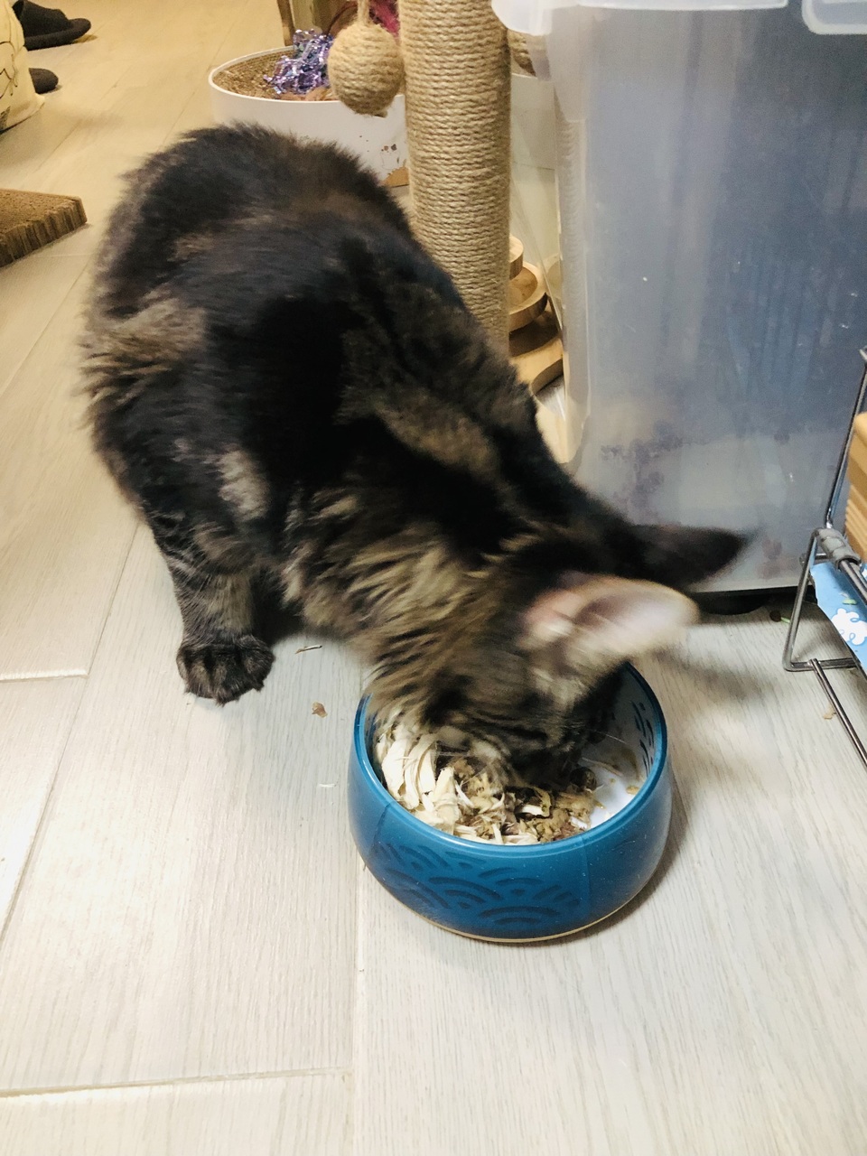 晨熹寵物寄宿及上門保母服務 - 服務說明 2