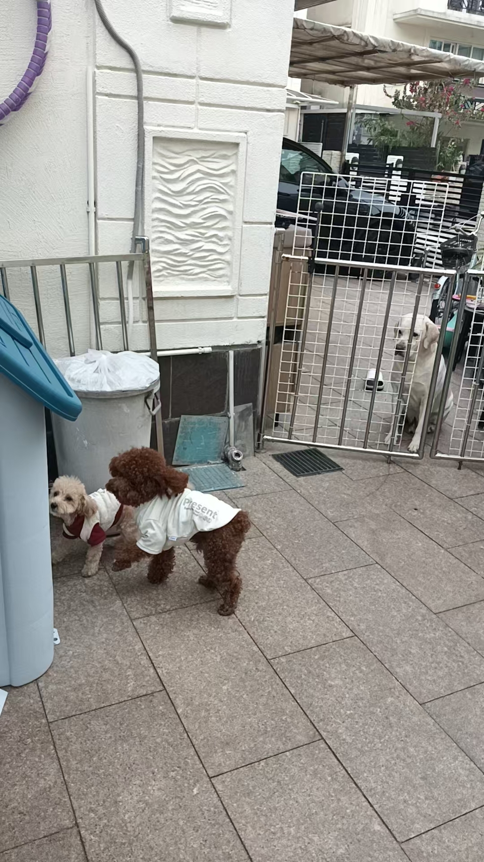 晨熹寵物寄宿及上門保母服務 - 服務說明 5