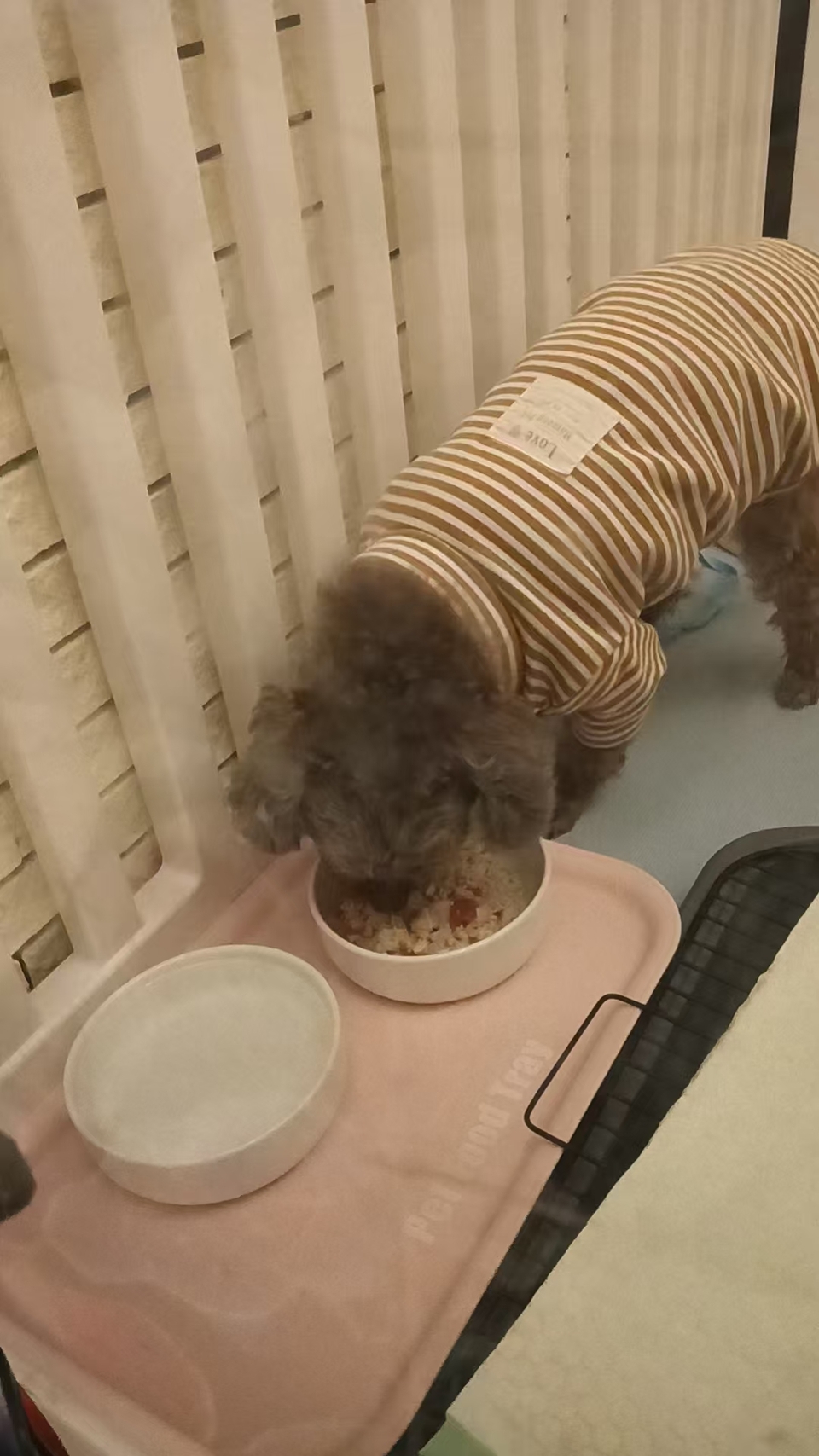 晨熹寵物寄宿及上門保母服務 - 服務說明 1