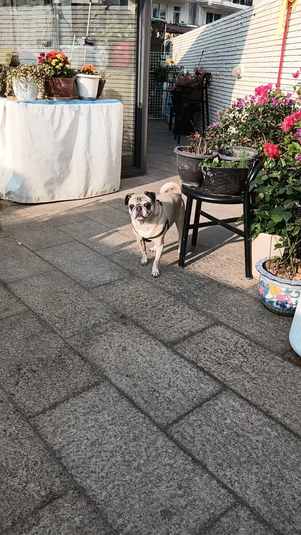 晨熹寵物寄宿及上門保母服務 - 服務說明 6